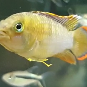 Apistogramma nijsseni