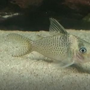 Corydoras delphax