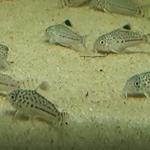 Corydoras julii