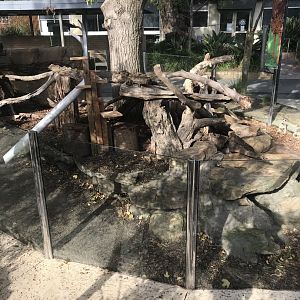 Growing Wild Meerkat Enclosure