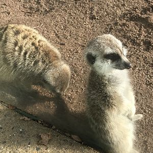 Slender Tailed Meerkat