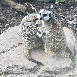 Slender Tailed Meerkat