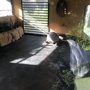 Aldabra Giant Tortoise