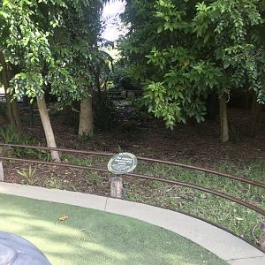 Aldabra Giant Tortoise enclosure