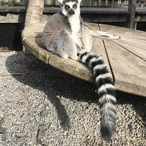 Ring Tailed Lemur