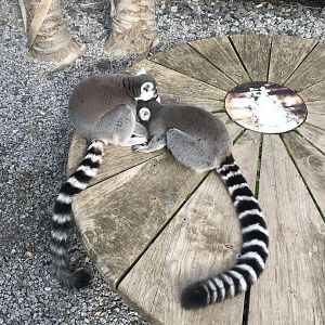 Ring Tailed Lemur
