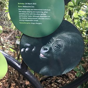 Gorilla profiles
