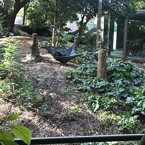 Western Lowland Gorilla