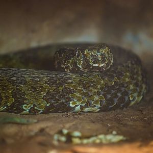 Mangshan pitviper (Protobothrops mangshanensis)
