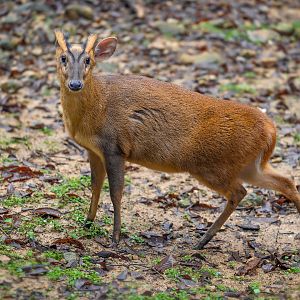 Reeves's muntjac