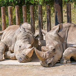 White rhinoceros