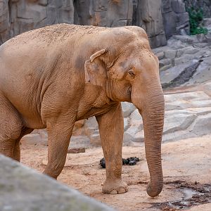 Asian elephant