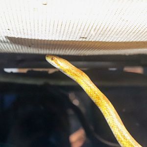 Corn Snake (Pantherophis guttatus)