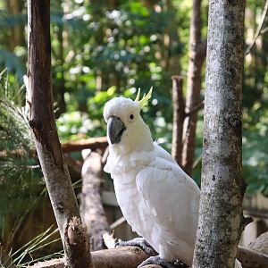 Sulphur-crested Cockatoo (Cacatua galerita)
