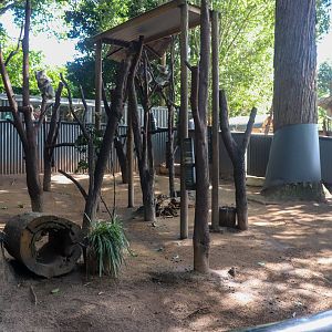 Main Koala Enclosure