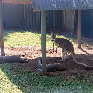 Red Kangaroo Joeys (Osphranter rufus)