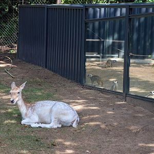 Deer + Meerkats