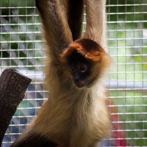 Black-handed Spider Monkey (Ateles geoffroyi)