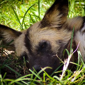 African Wild Dog (Lycaon pictus)
