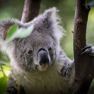 Koala (Phascolarctos cinereus)