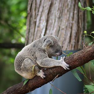 Koala (Phascolarctos cinereus)