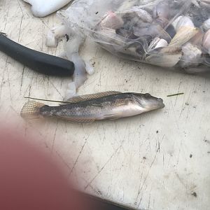 Little Weed Whiting