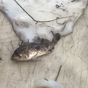 Southern Gurnard Perch