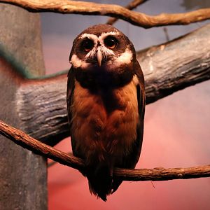 Spectacled Owl