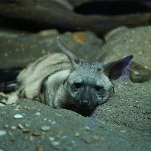 Aardwolf (Proteles cristata)
