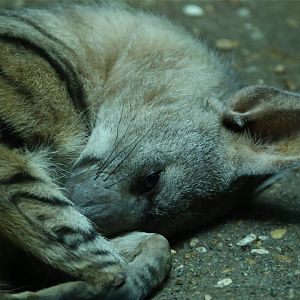 Aardwolf (Proteles cristata)