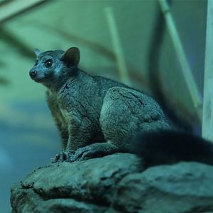 Northern Greater Galago (Otolemur garnettii)