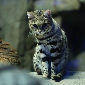 Black-footed Cat