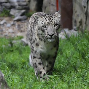 Snow Leopard