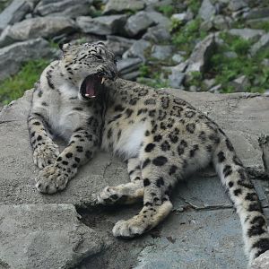 Snow Leopard