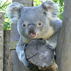 Meeting with a koala
