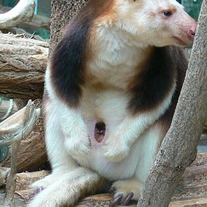 Goodfellow tree-kangaroo joey in the pouch