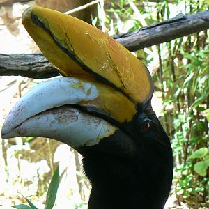 Birds house - Javan rhinoceros hornbill