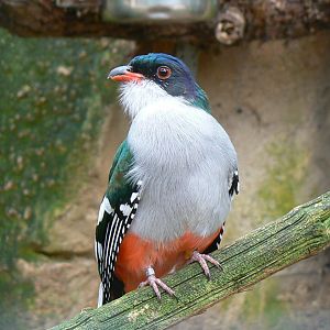 Cuban trogon