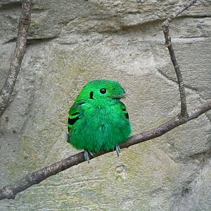 Birds house - Green broadbill