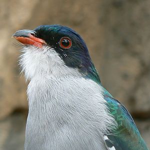 Birds house - Cuban trogon