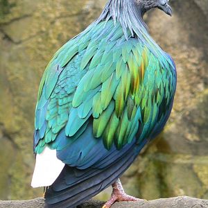 Birds house - nicobar pigeon
