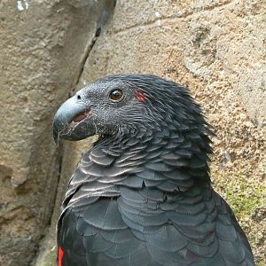 Birds house - Pesqet parrot