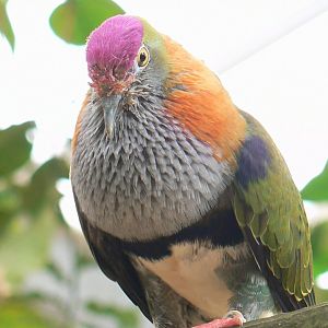 Birds house - super fruit-dove