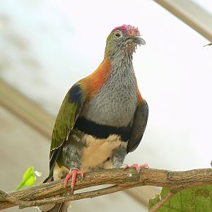 Birds house - super fruit-dove