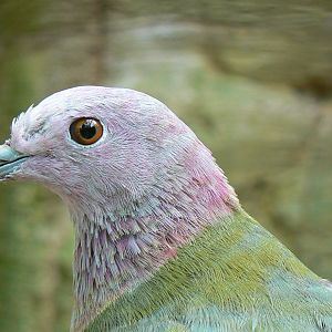 Birds house - pink headed fruit-dove