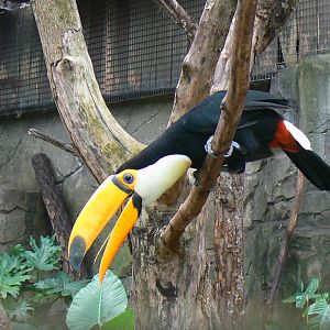 Birds house - Toco toucan