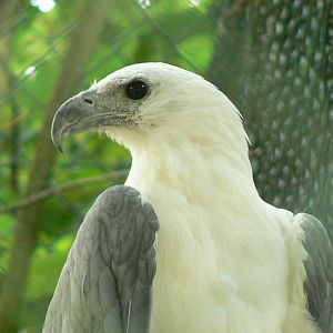 White-bellied sea eagle