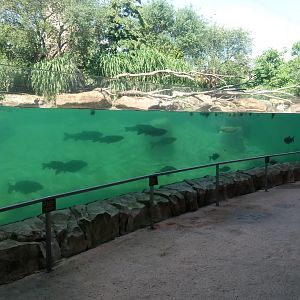 Hippopotamuses reserve