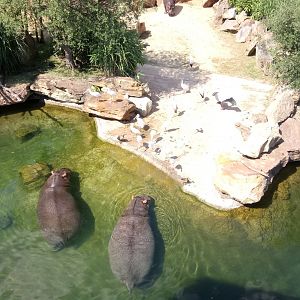 Hippopotamuses reserve