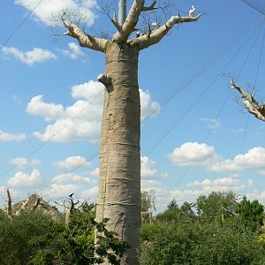Hippopotamuses' reserve